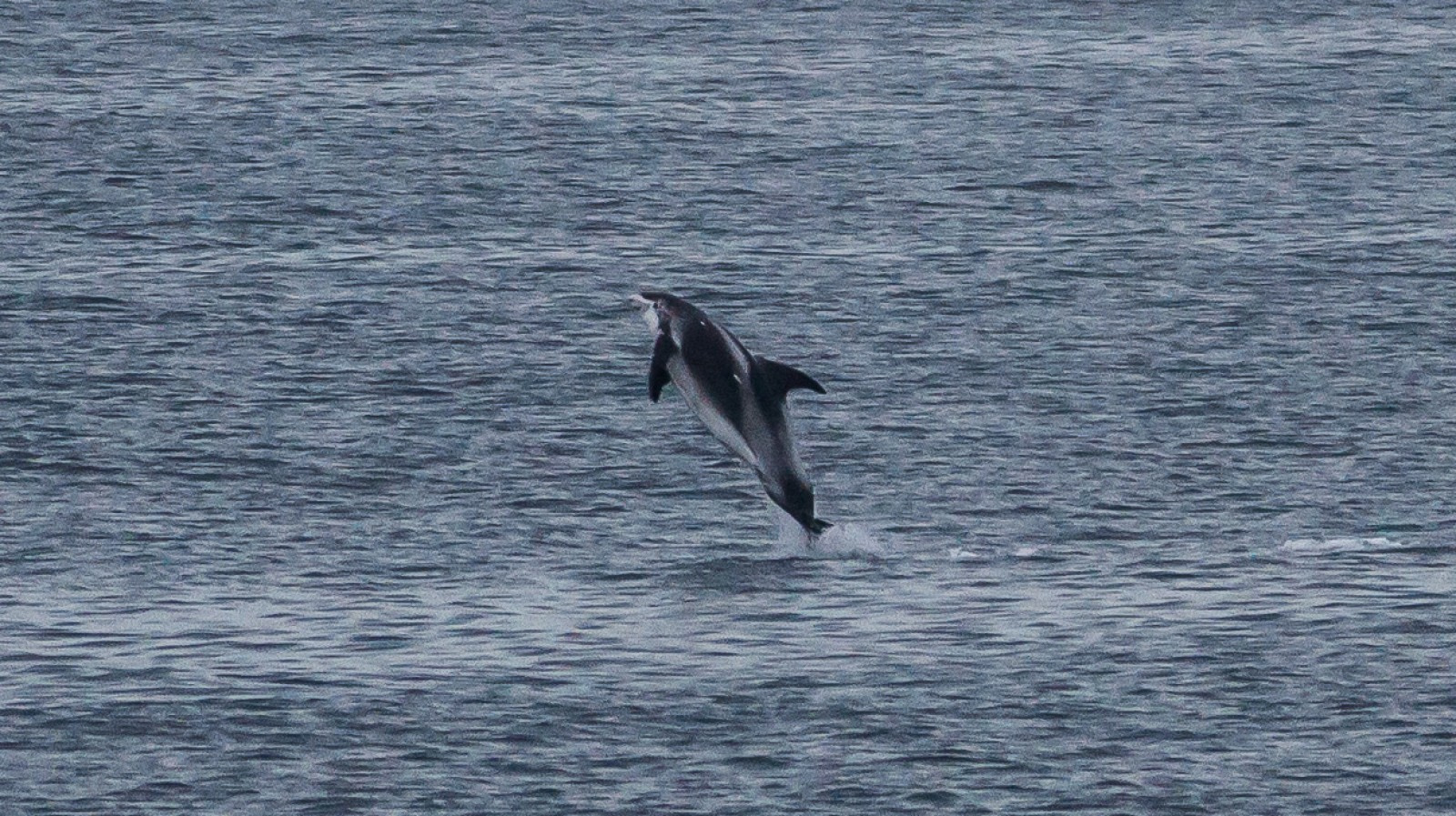 White-Beaked Dolphin