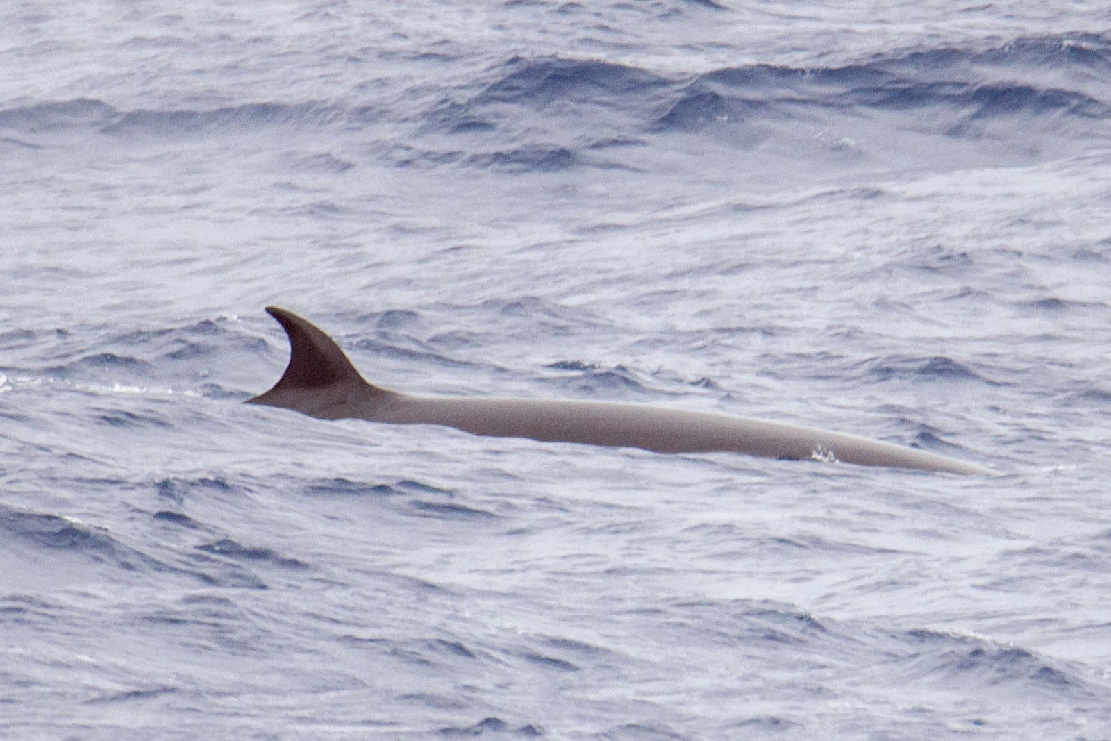 Sei Whale