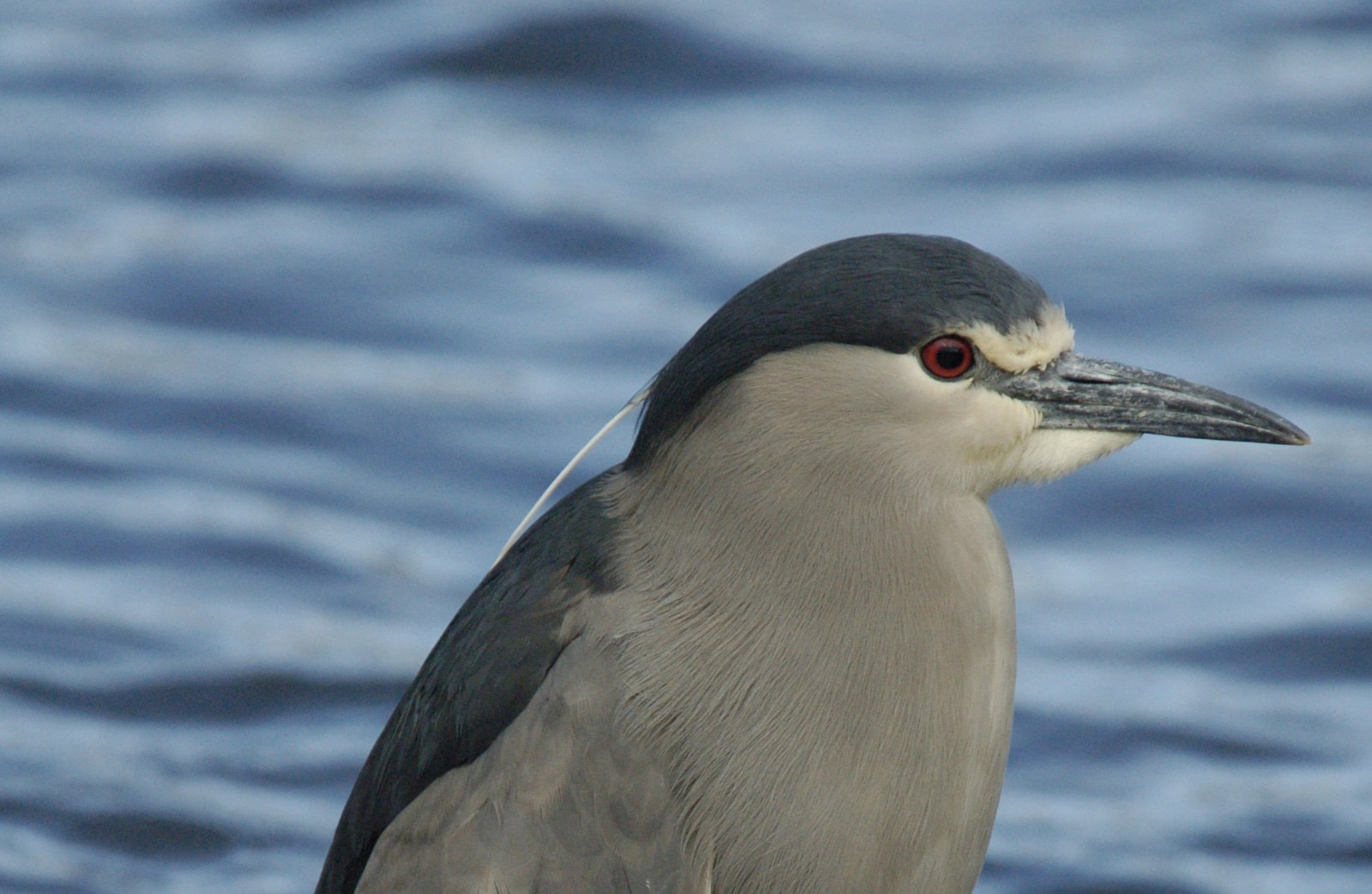 Black-Crowned Night Heron