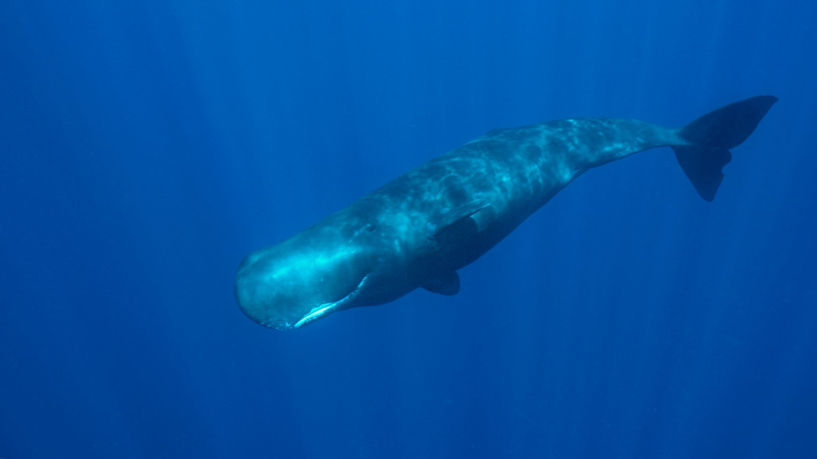 Sperm Whale