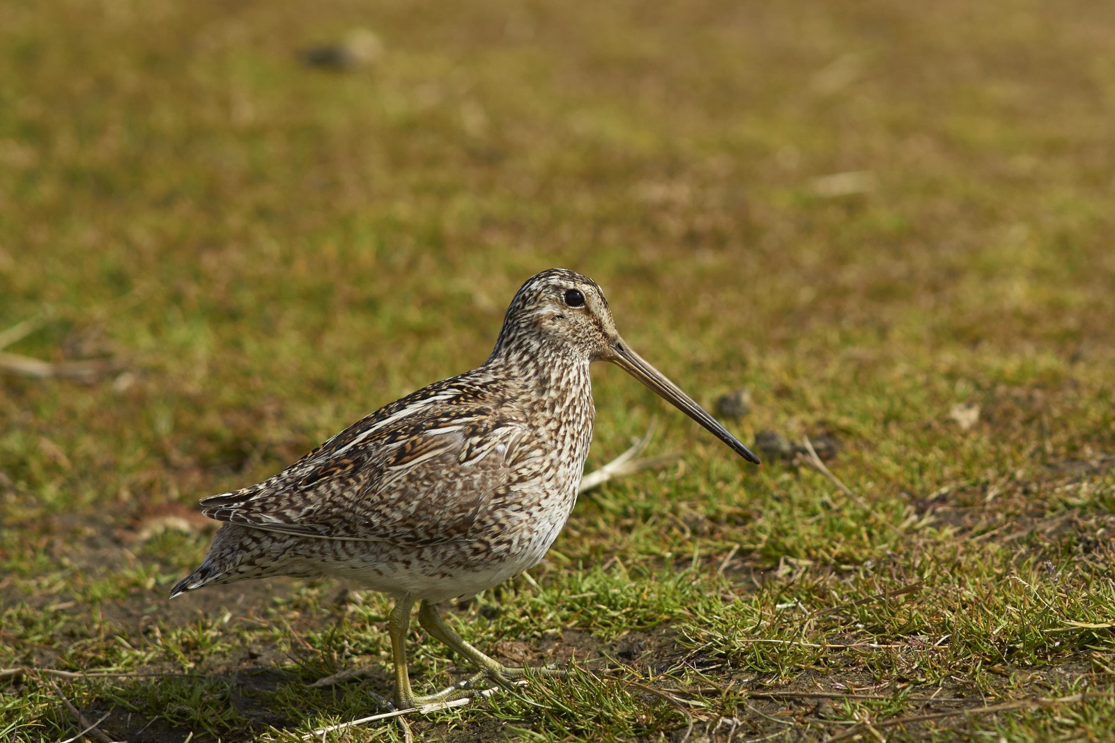 Magellanic Snipe