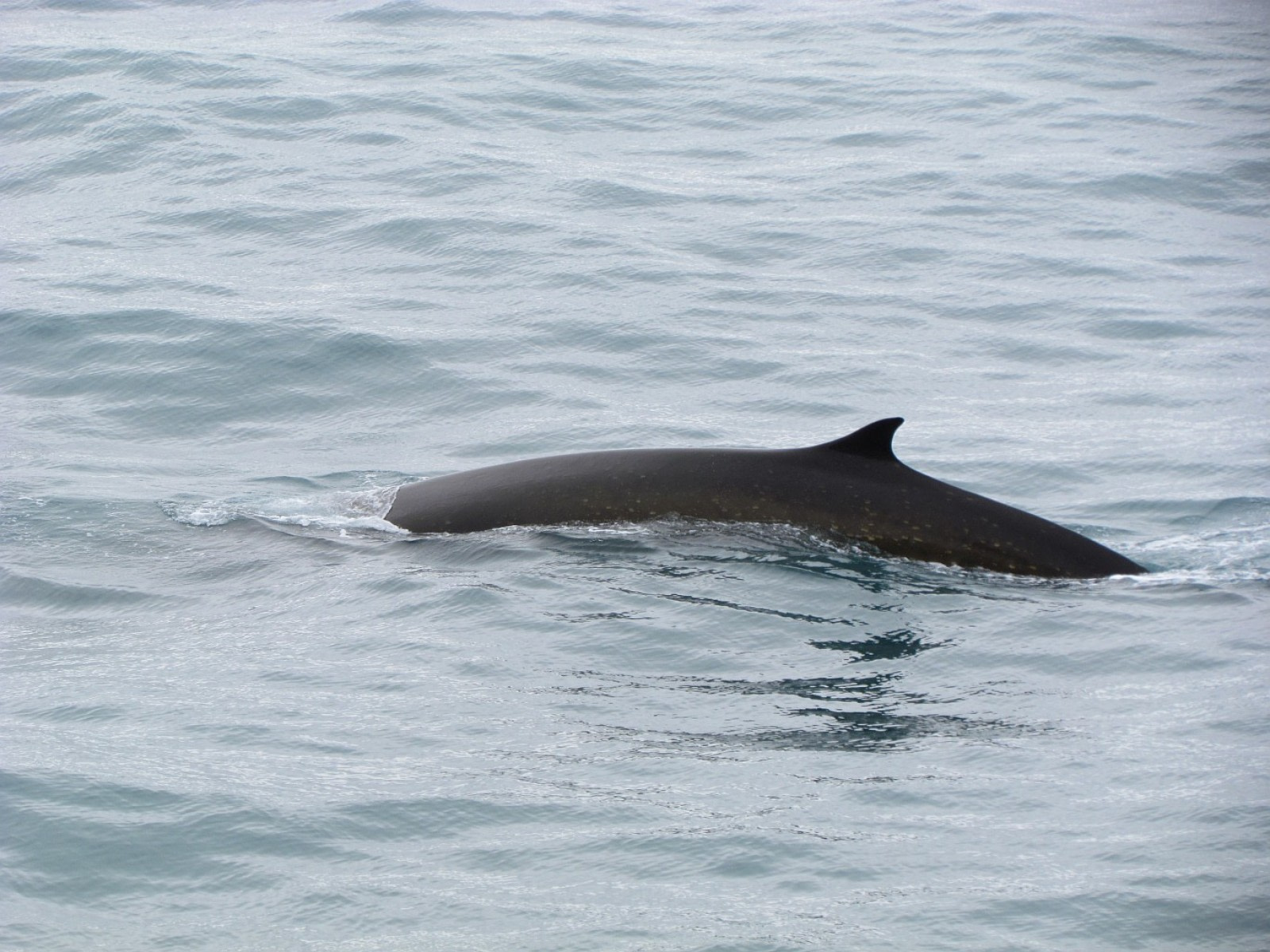 Fin Whale