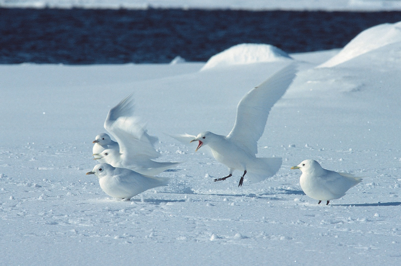 Ivory Gull