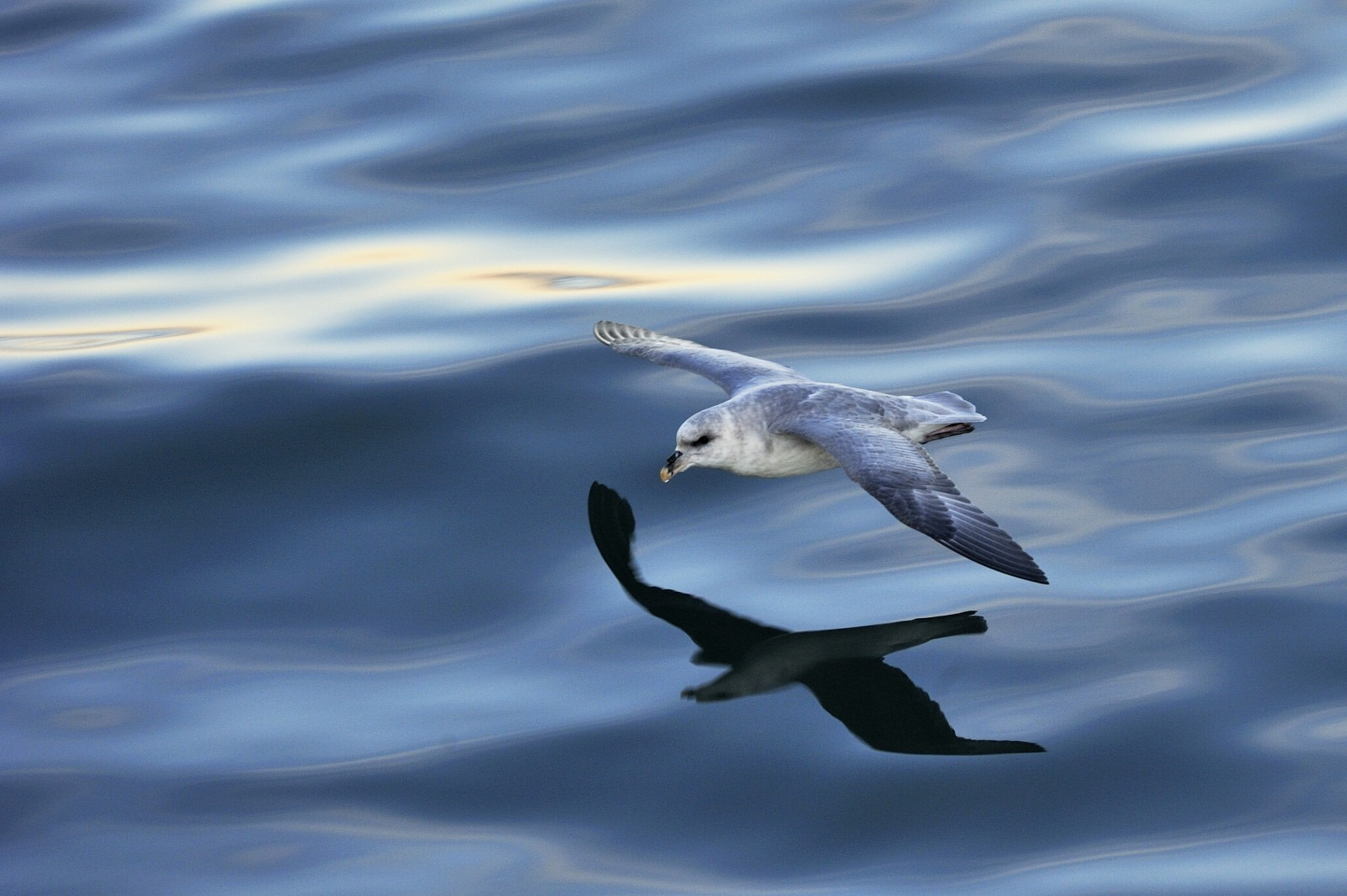 Fulmar