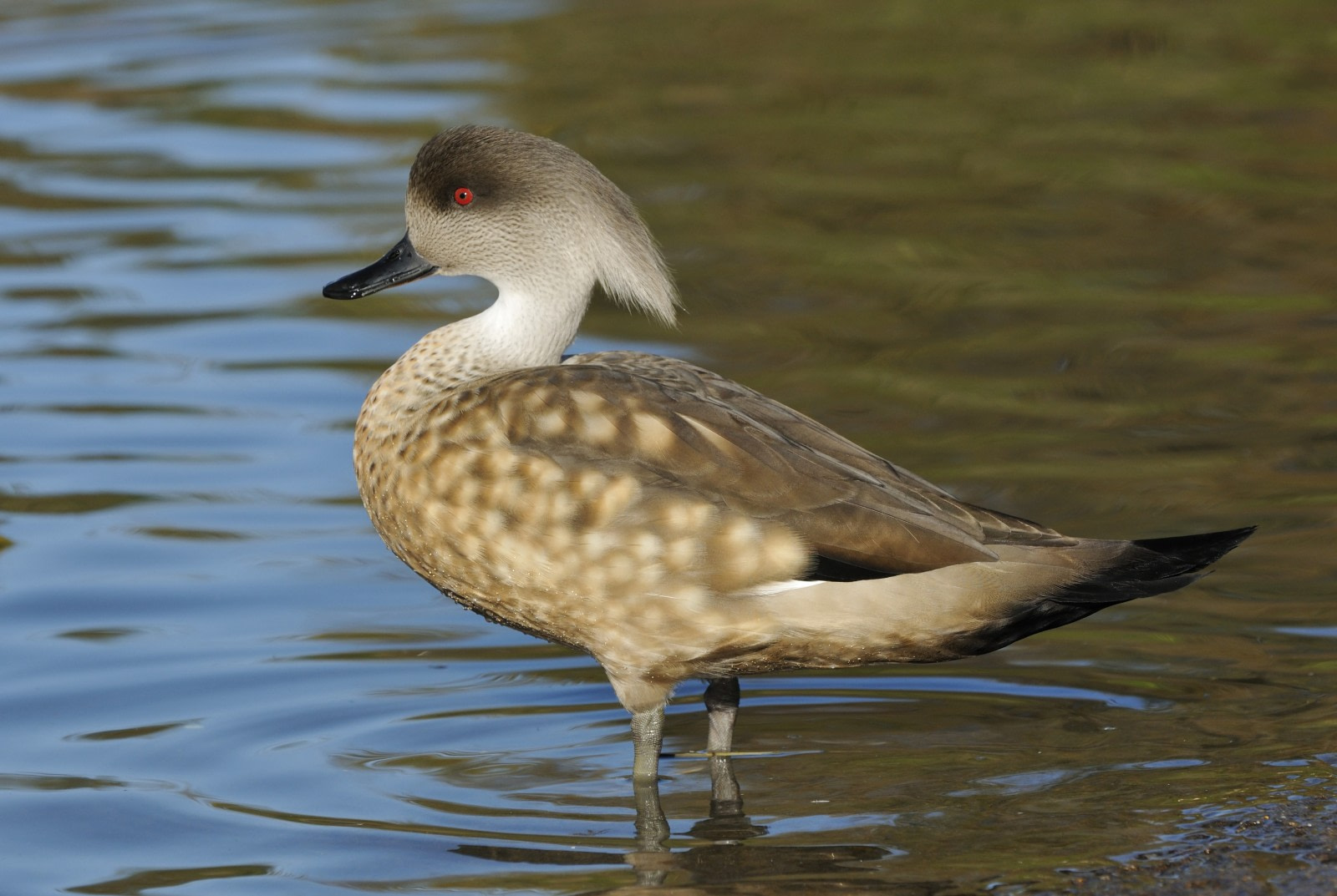 Patagonian Crested Duck