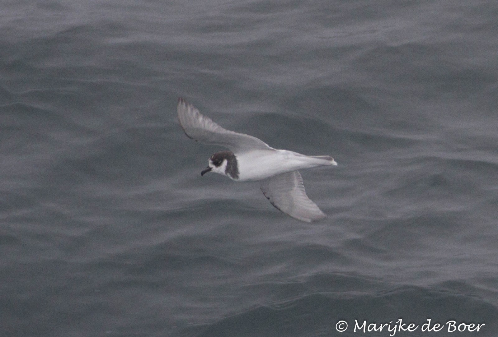 Blue Petrel