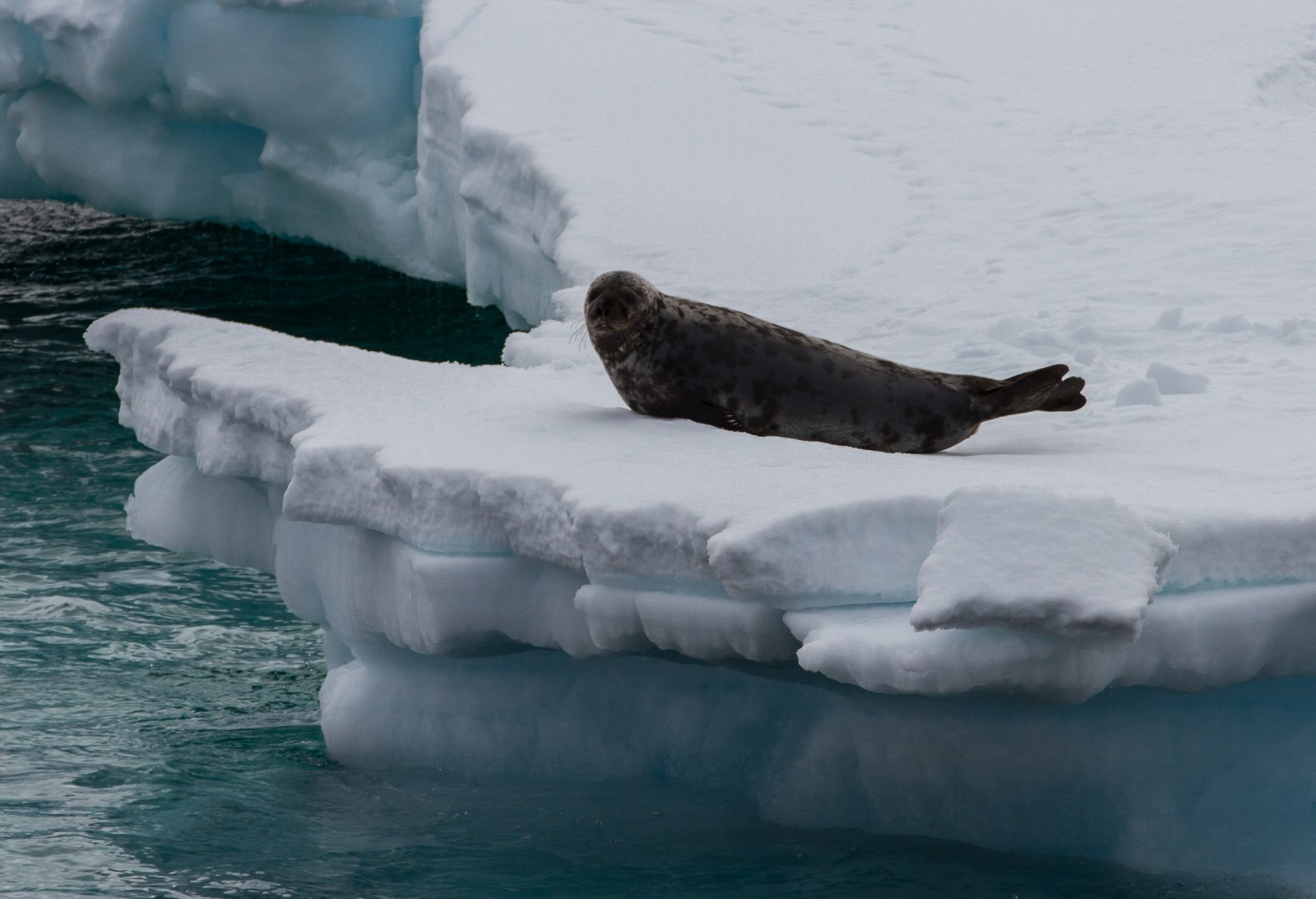 Hooded Seal