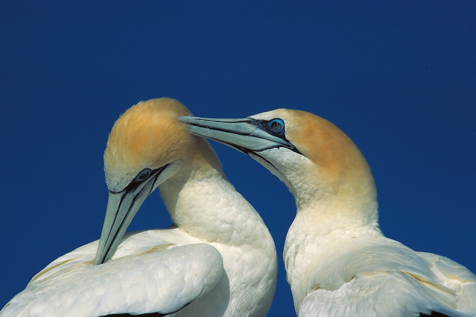 Northern Gannet