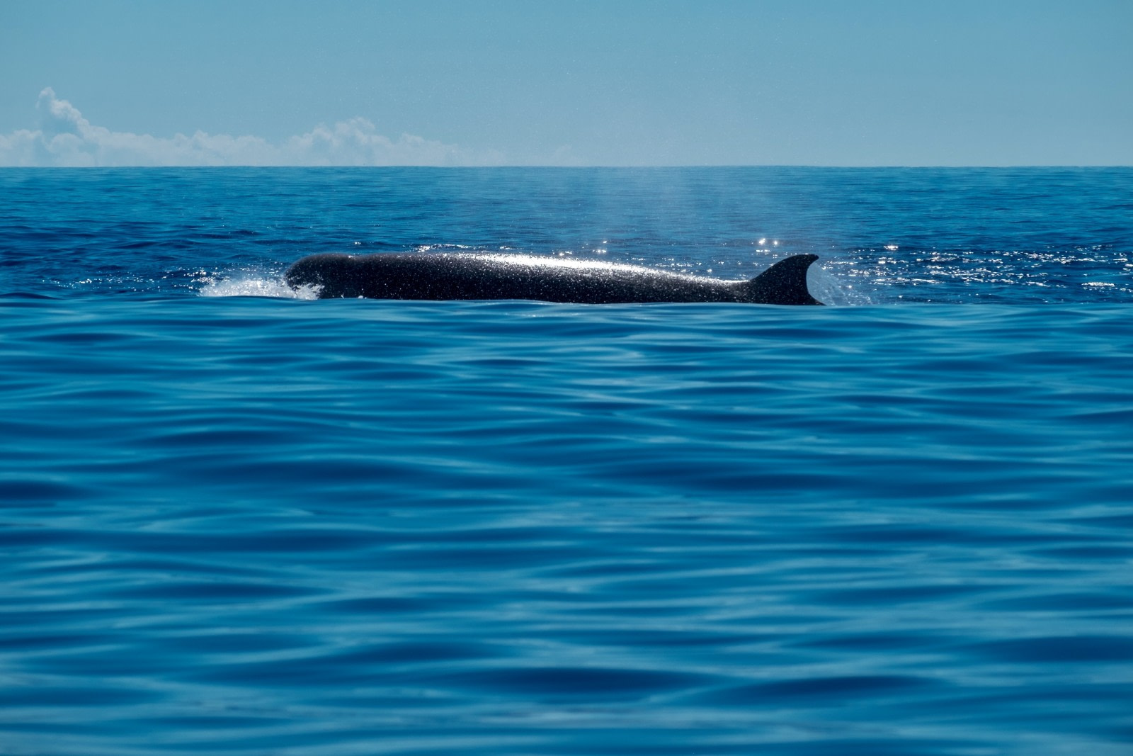 Northern Bottlenose Whale