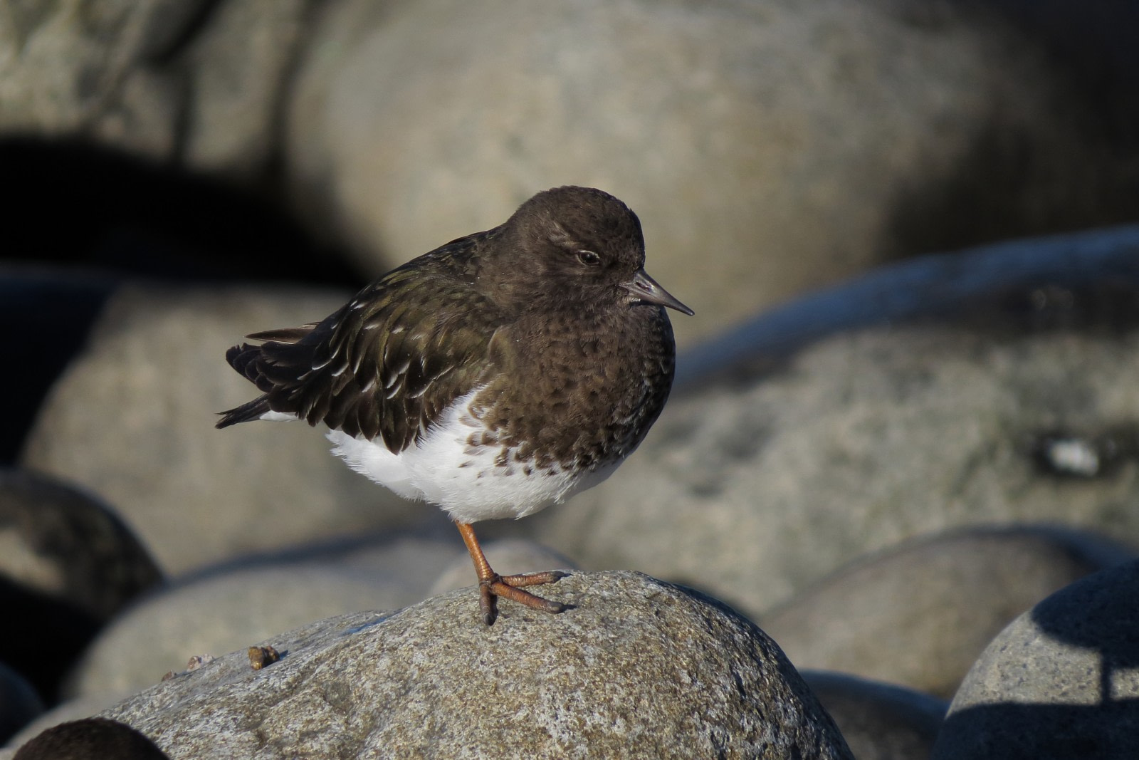 Turnstone