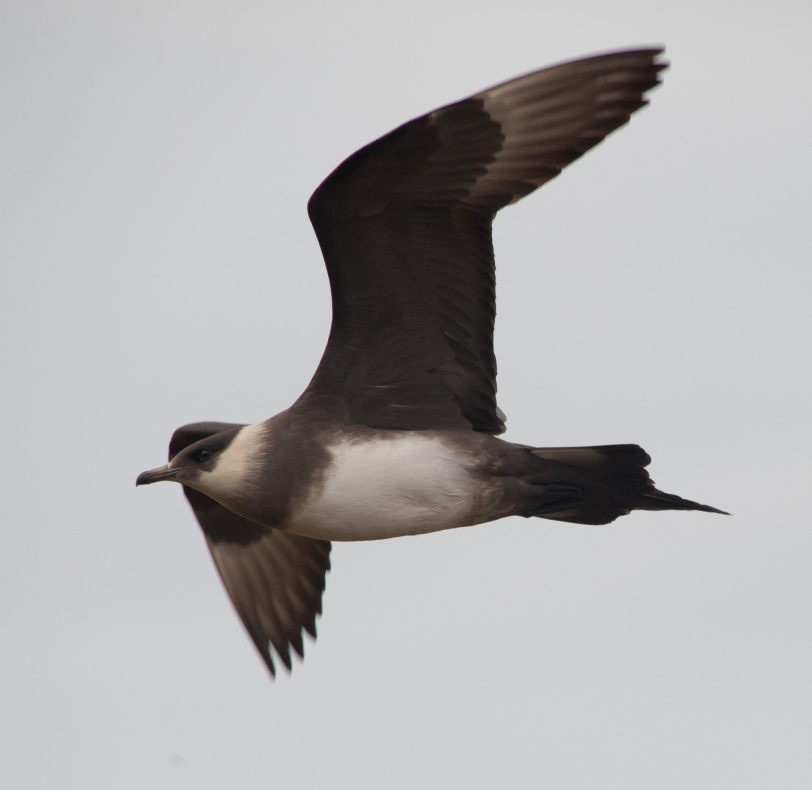 Arctic Skua