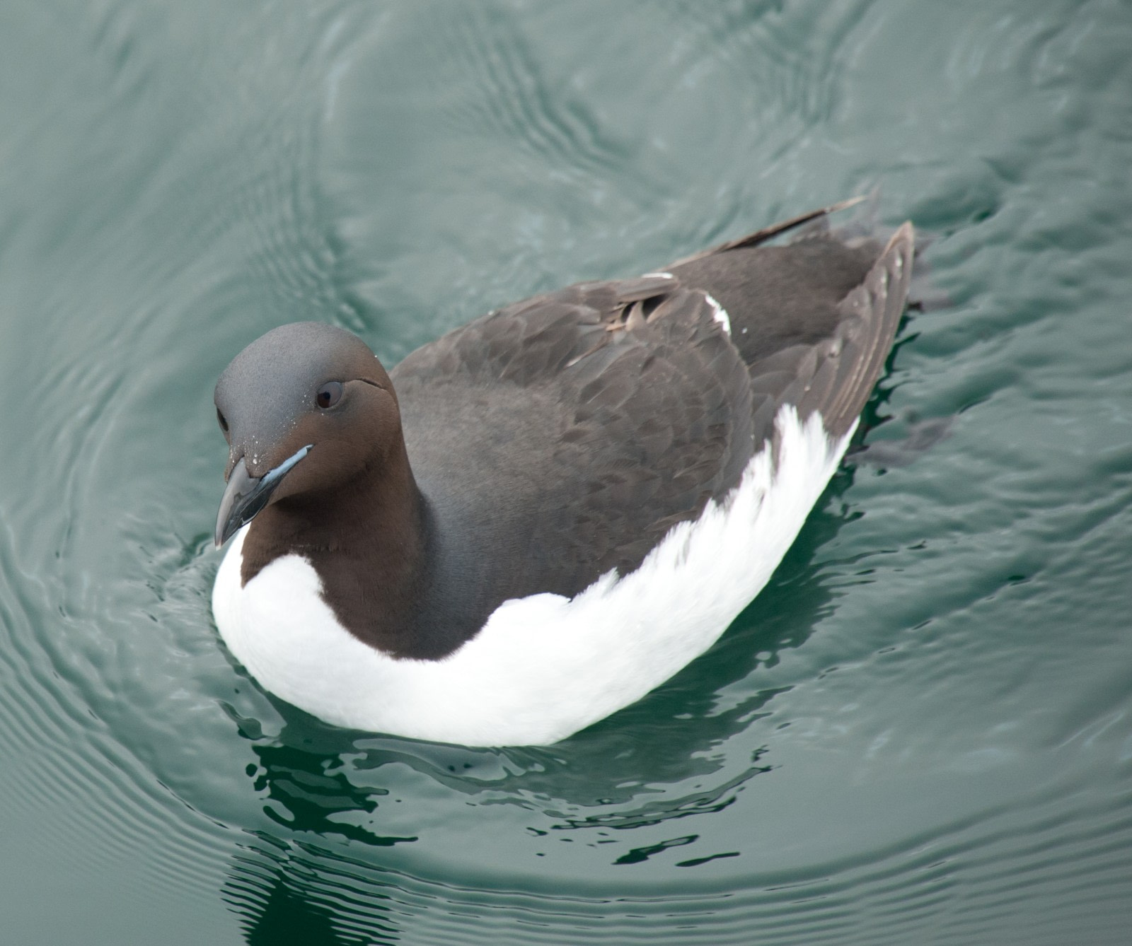 Brunnics Guillemot Guillemot