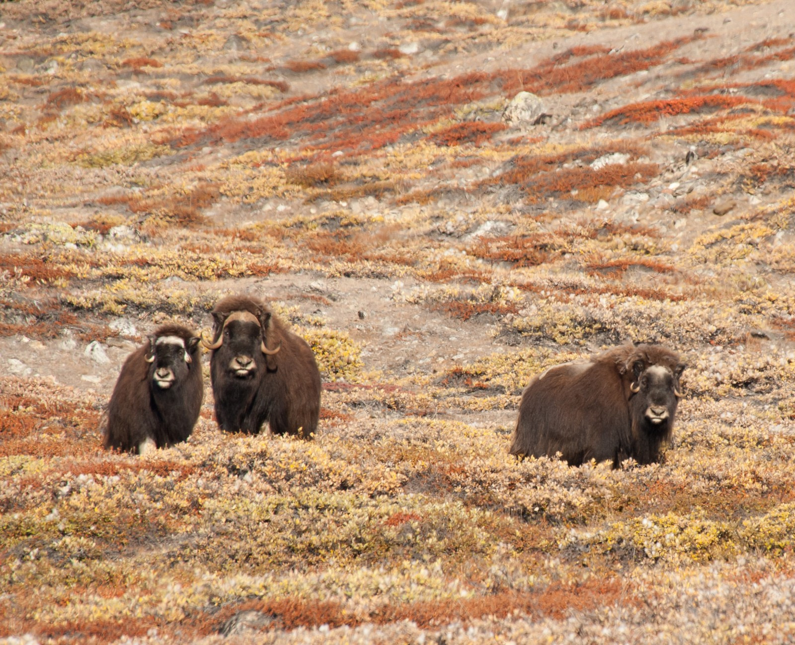 Musk Ox