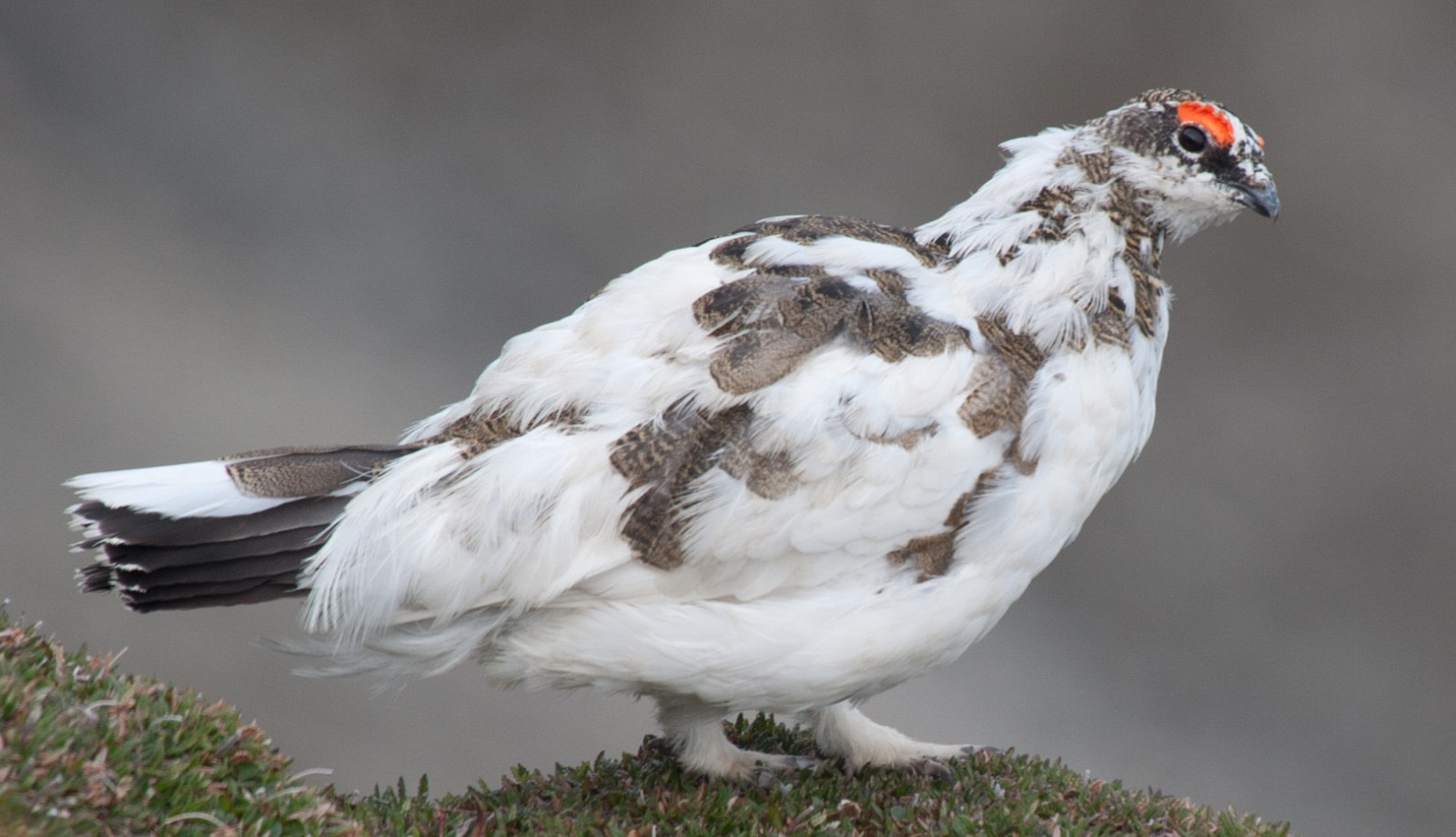 Ptarmigan