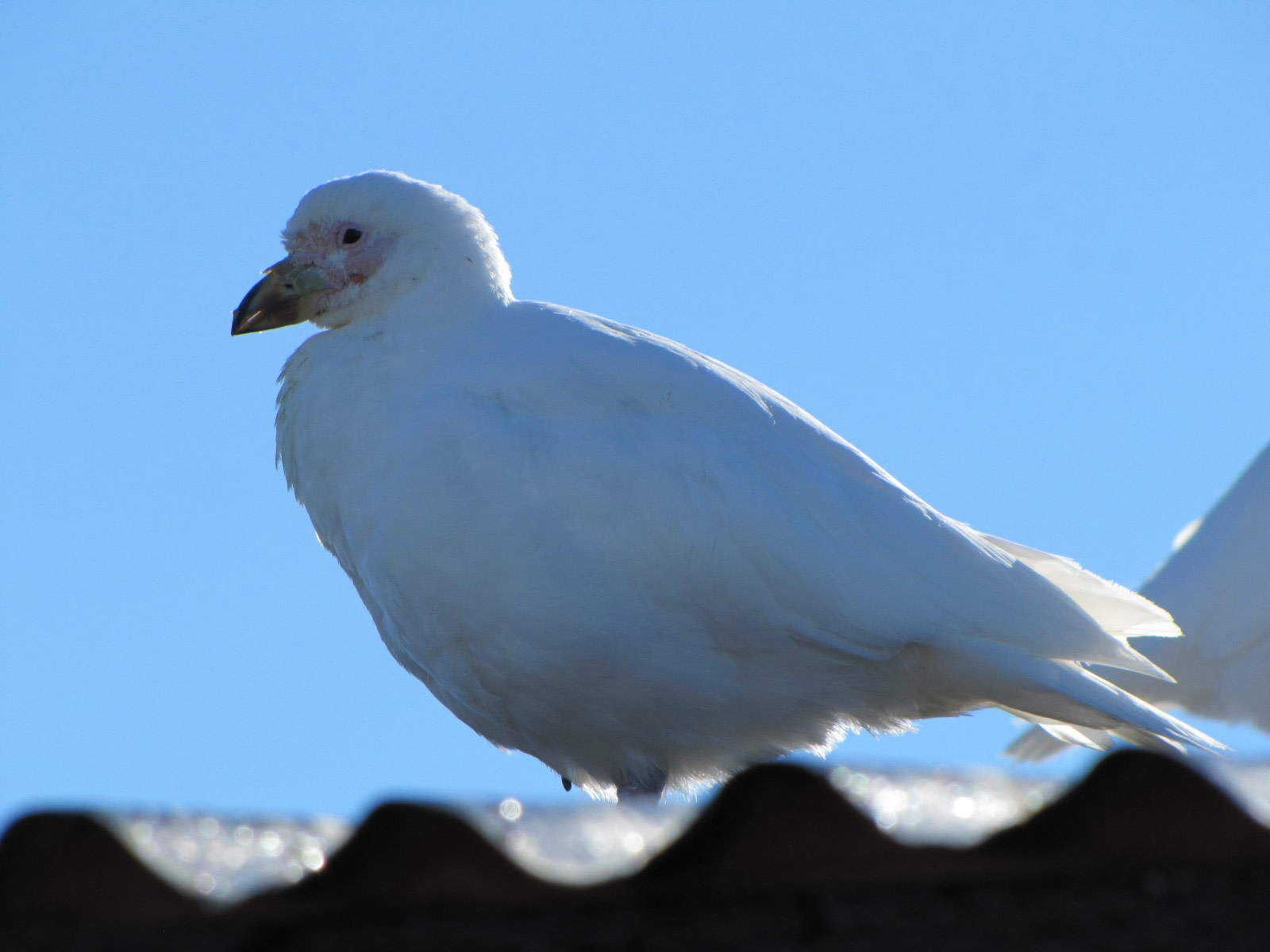 Snowy Sheathbill