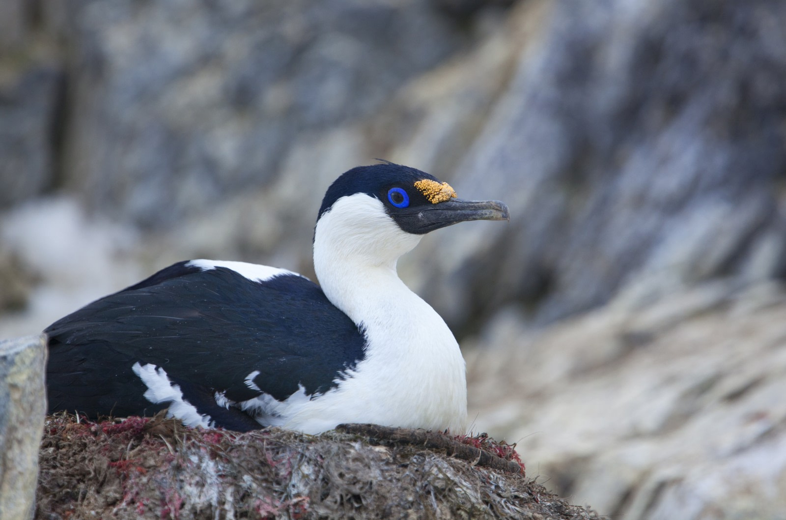 Blue-eyed shag