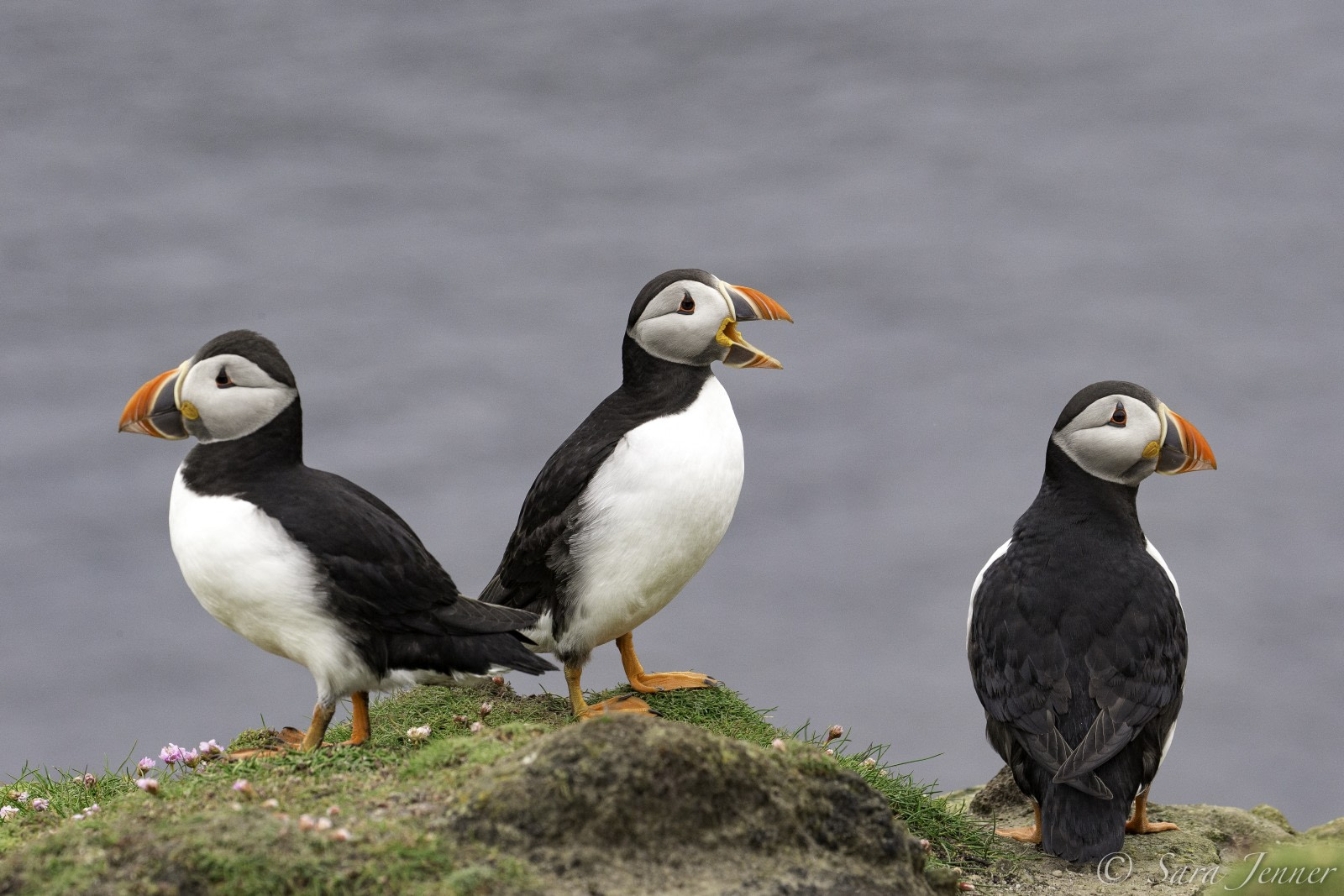 Atlantic puffin