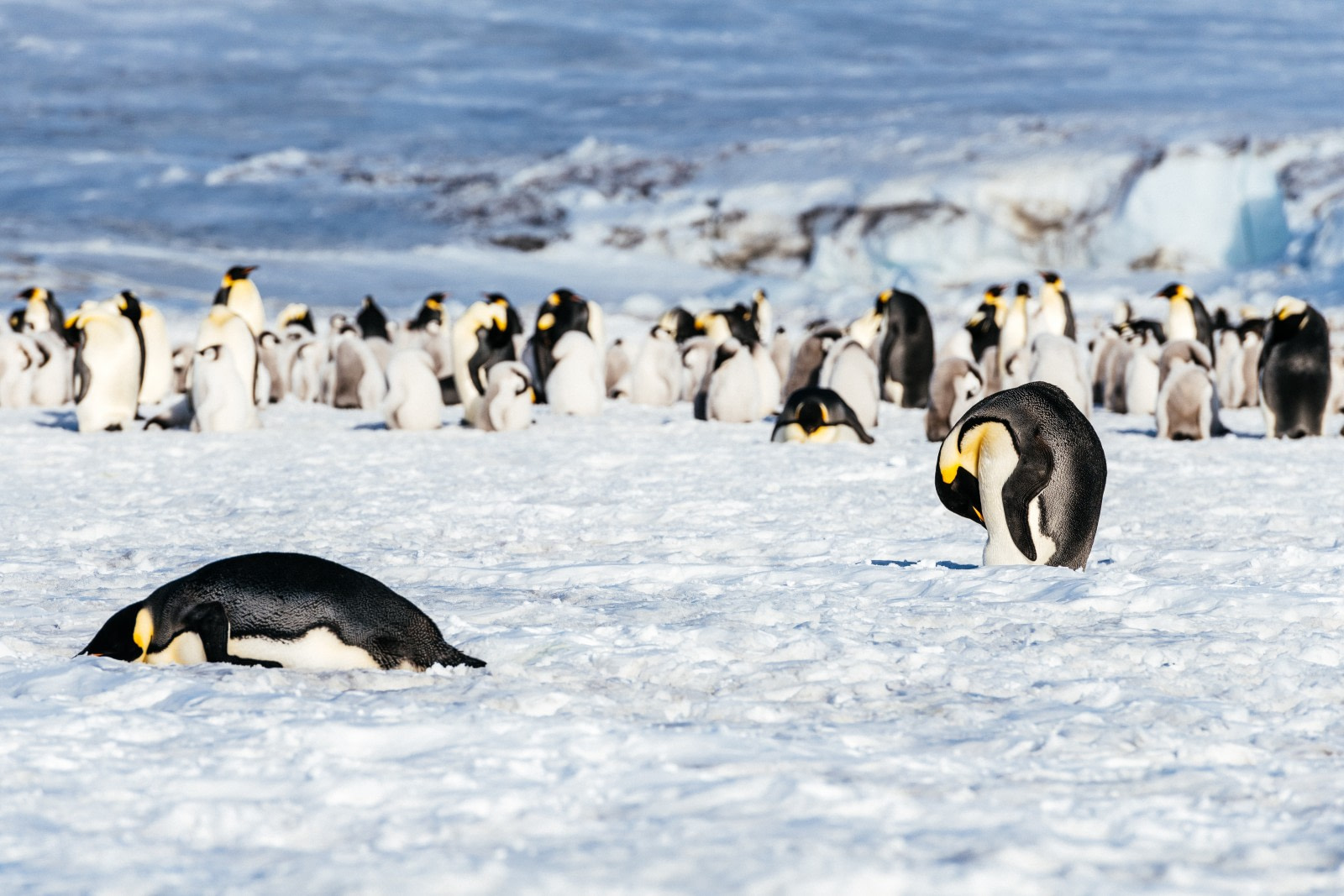 Emperor Penguin