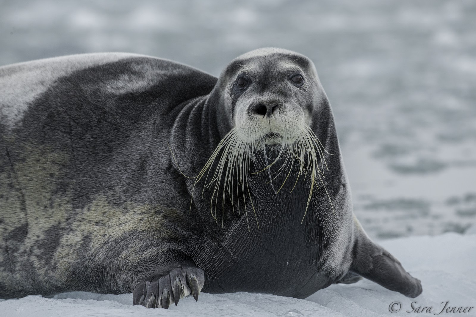 Bearded Seal