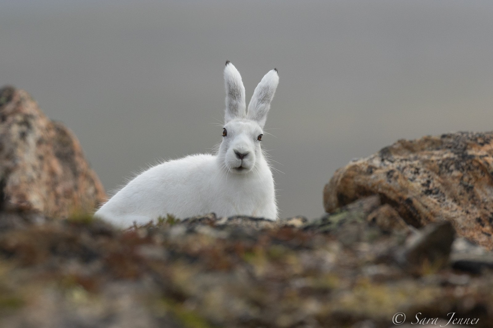 Arctic Hare