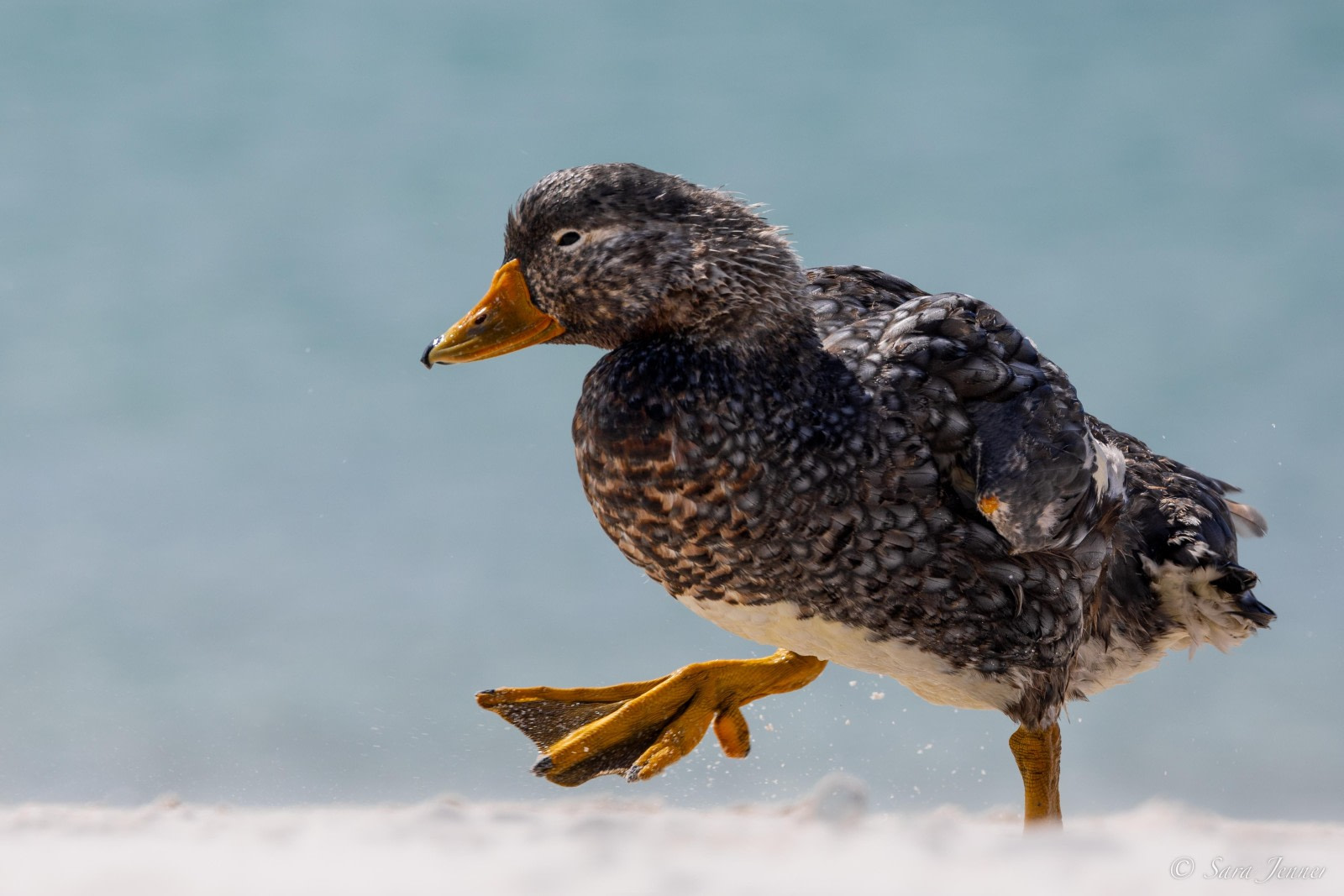 Falkland Steamer Duck